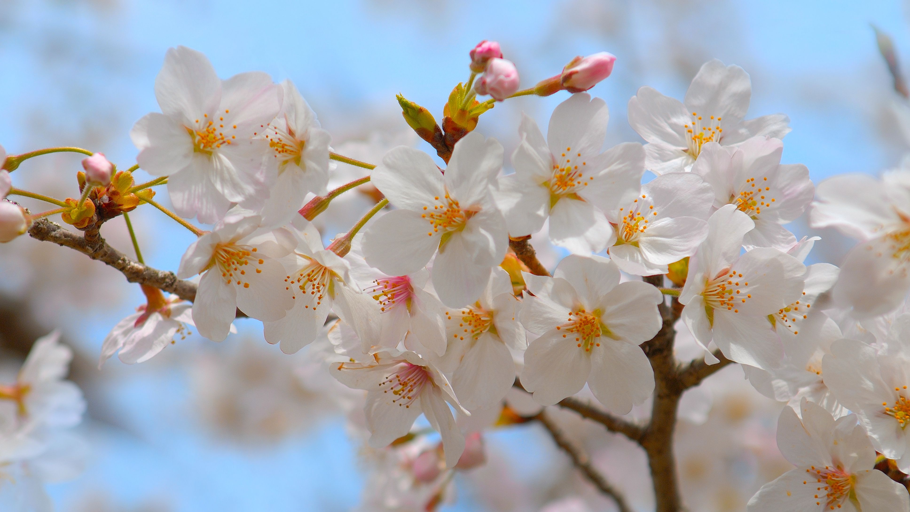 ほんわりとした優しい桜色。本物の桜を使った桜染めで春を感じよう。