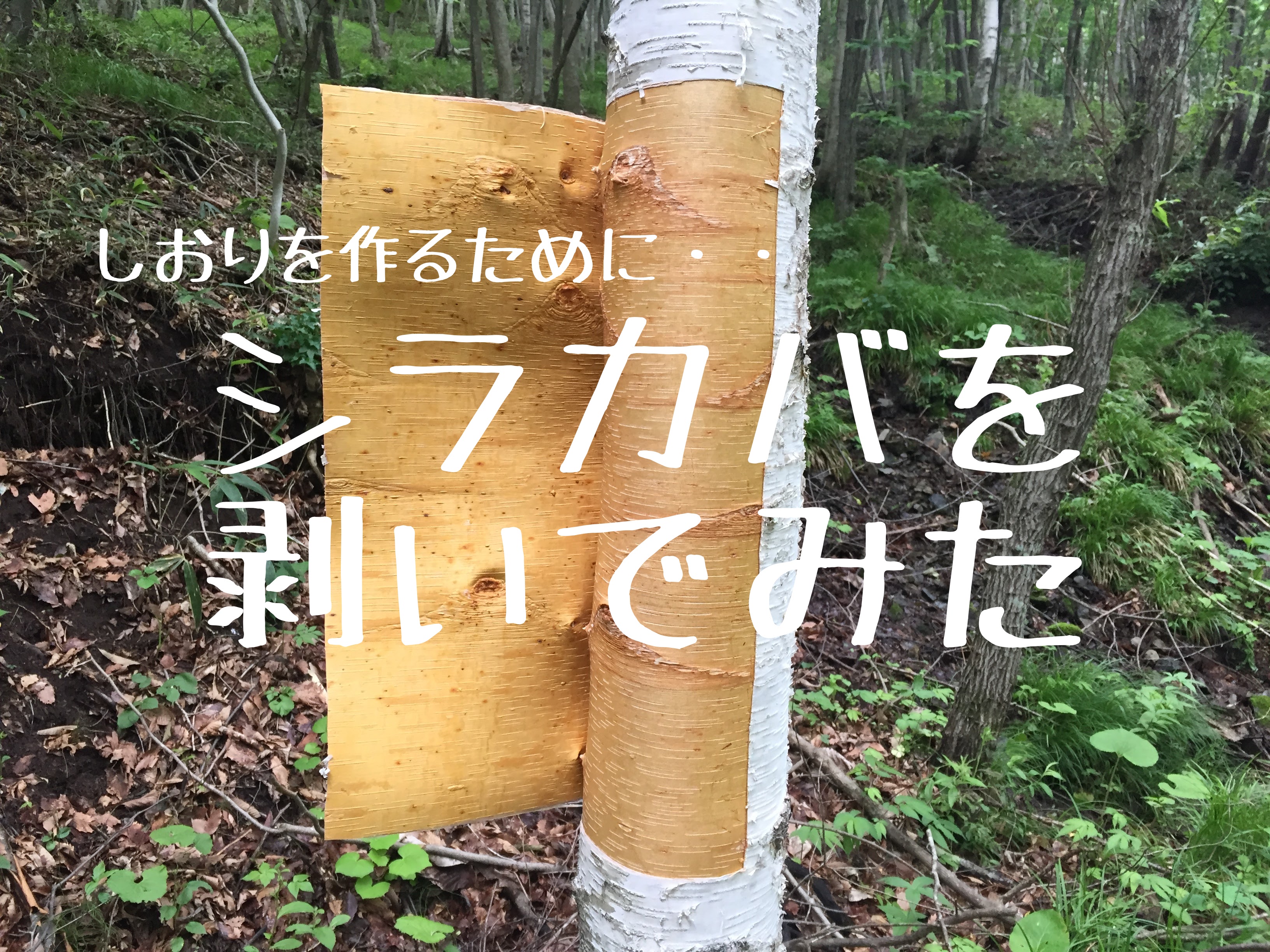 【ワークショップ】シラカバでしおりを作る！材料集めるために樹皮を剥いできたよ。